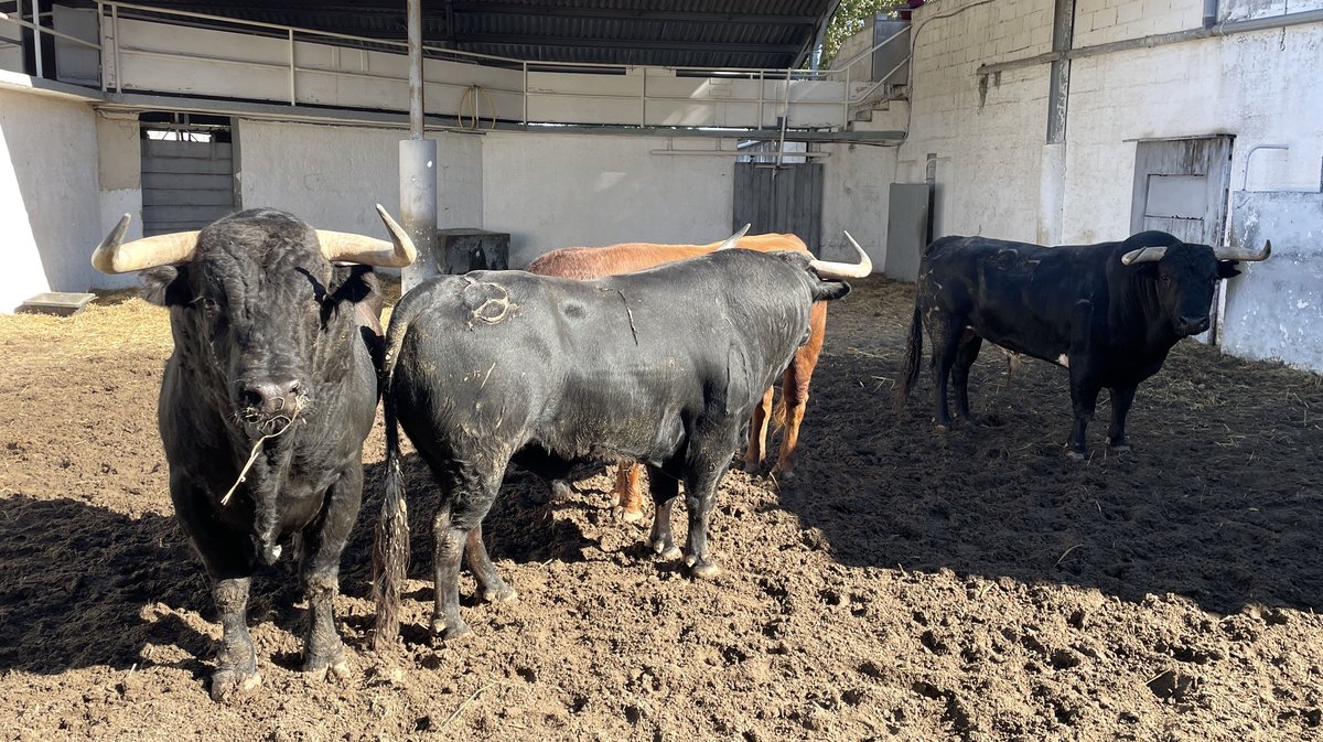 Les toros de la feria des Vendanges 2024 aux corrals de Nîmes (Photo Anthony Maurin)