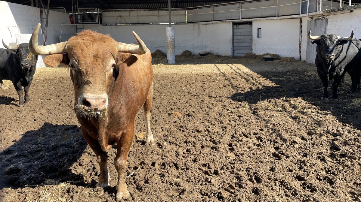 Les toros de la feria des Vendanges 2024 aux corrals de Nîmes (Photo Anthony Maurin)