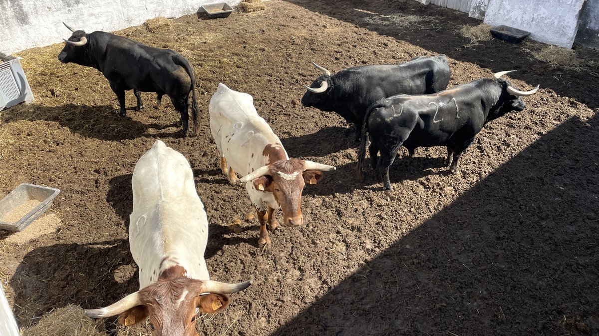 Les toros de la feria des Vendanges 2024 aux corrals de Nîmes (Photo Anthony Maurin)