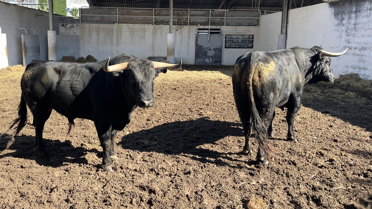 Les toros de la feria des Vendanges 2024 aux corrals de Nîmes (Photo Anthony Maurin)