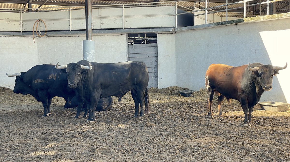 Les toros de la feria des Vendanges 2024 aux corrals de Nîmes (Photo Anthony Maurin)