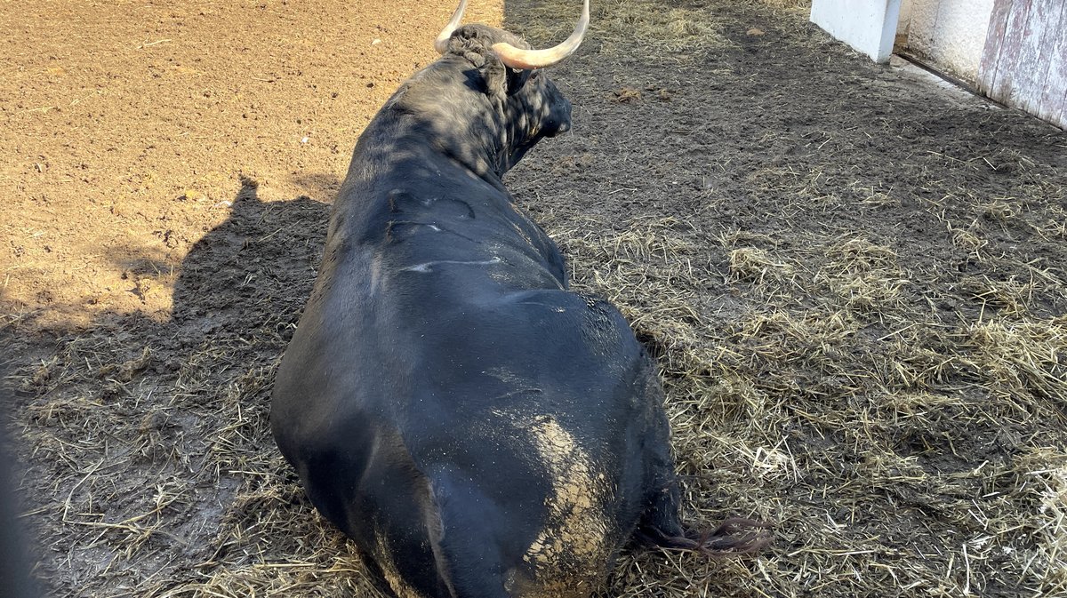 Les toros de la feria des Vendanges 2024 aux corrals de Nîmes (Photo Anthony Maurin)