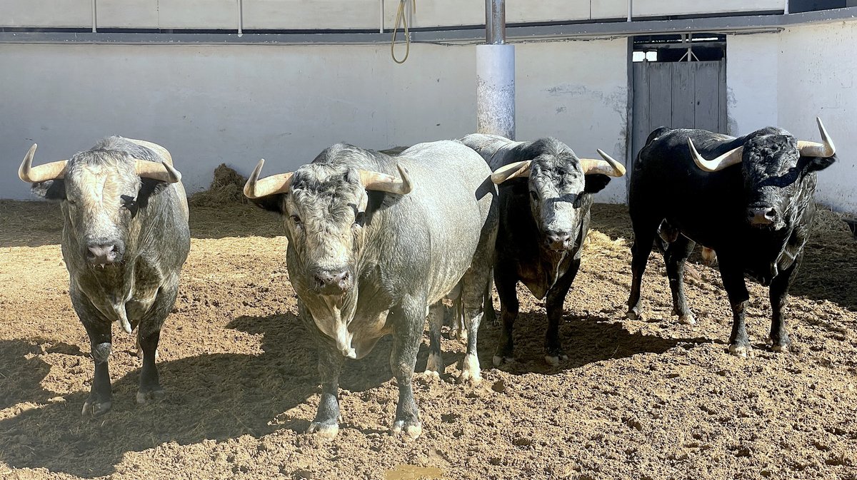 Les toros de la feria des Vendanges 2024 aux corrals de Nîmes (Photo Anthony Maurin)