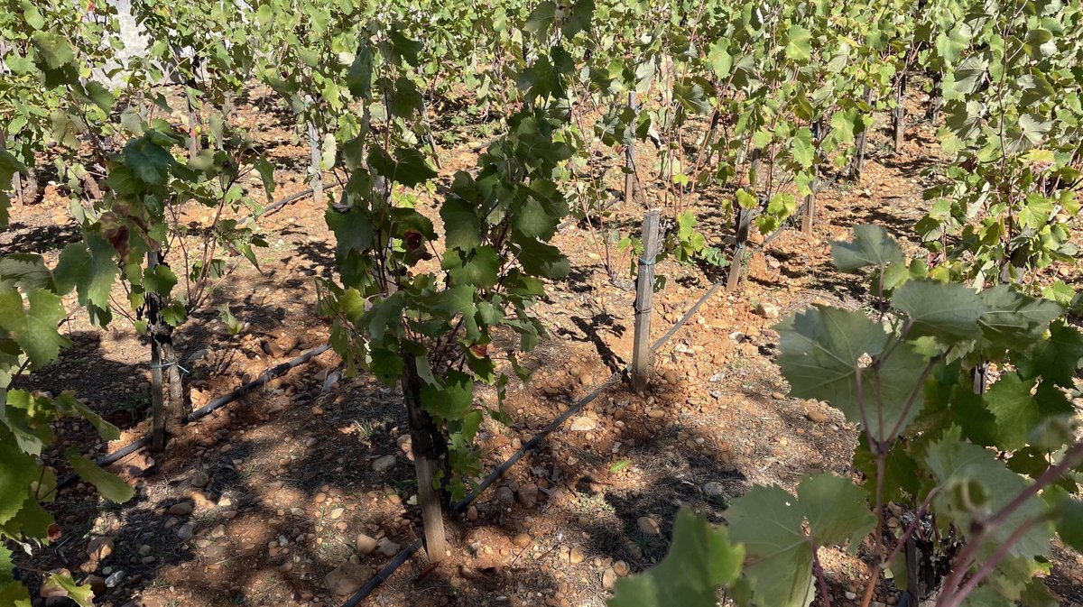 Les vignes des jardins de la Fontaine comptent 200 plans