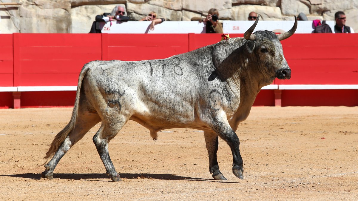 Corrida mixte avec toros de Bohorquez et Robert Margé pour Léa Vicens, Sébastien Castella et la confirmation d'alternative de Clemente (Photo Anthony Maurin)