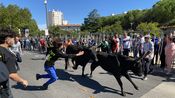 Abrivado Carré Saint-Dominique Feria Nîmes Chemin-Bas-d'Avignon