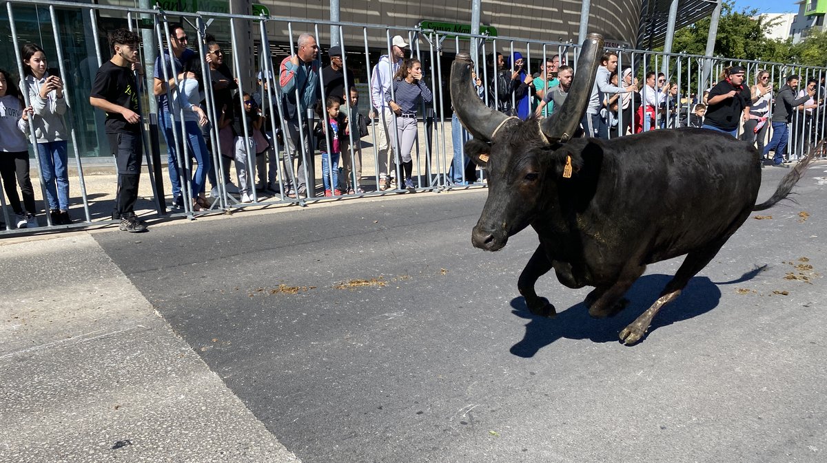 Abrivado Carré Saint-Dominique Feria Nîmes Chemin-Bas-d'Avignon