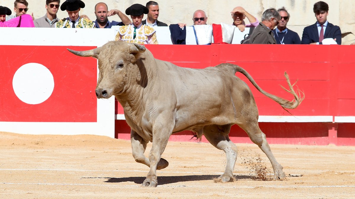 Novillada de Torrehendilla-Soberbina pour Nino Julian, Alejandro Chicharro et Javier Zulueta (Photo Anthony Maurin)