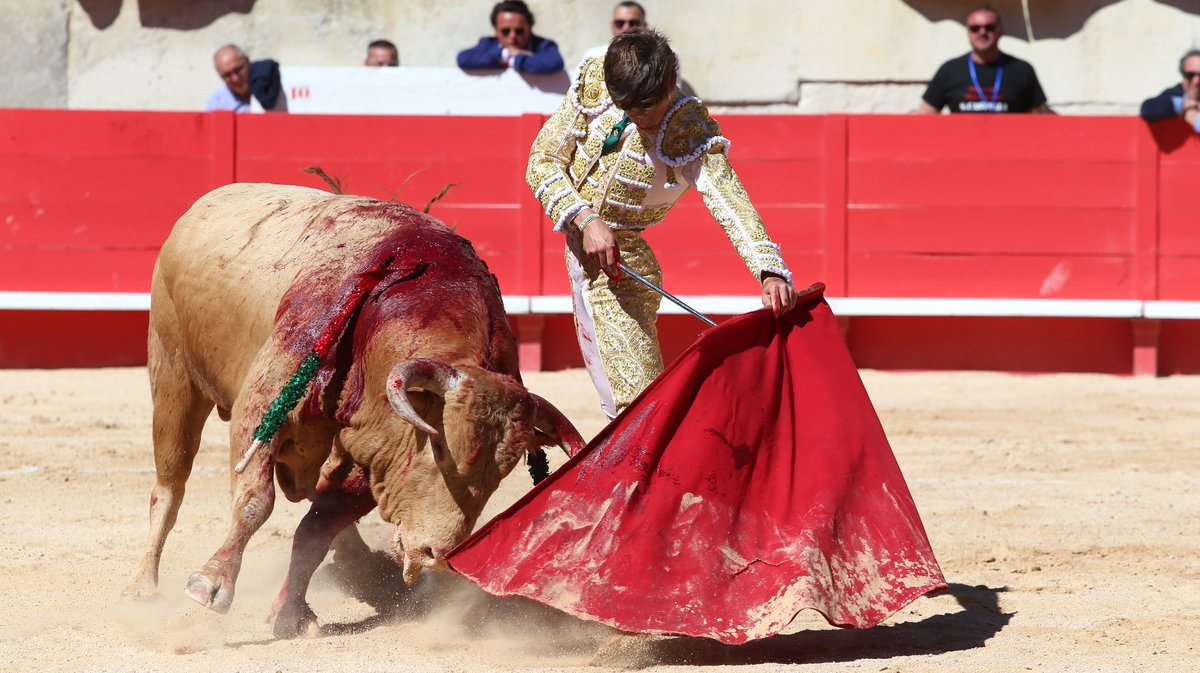 Novillada de Torrehendilla-Soberbina pour Nino Julian, Alejandro Chicharro et Javier Zulueta (Photo Anthony Maurin)