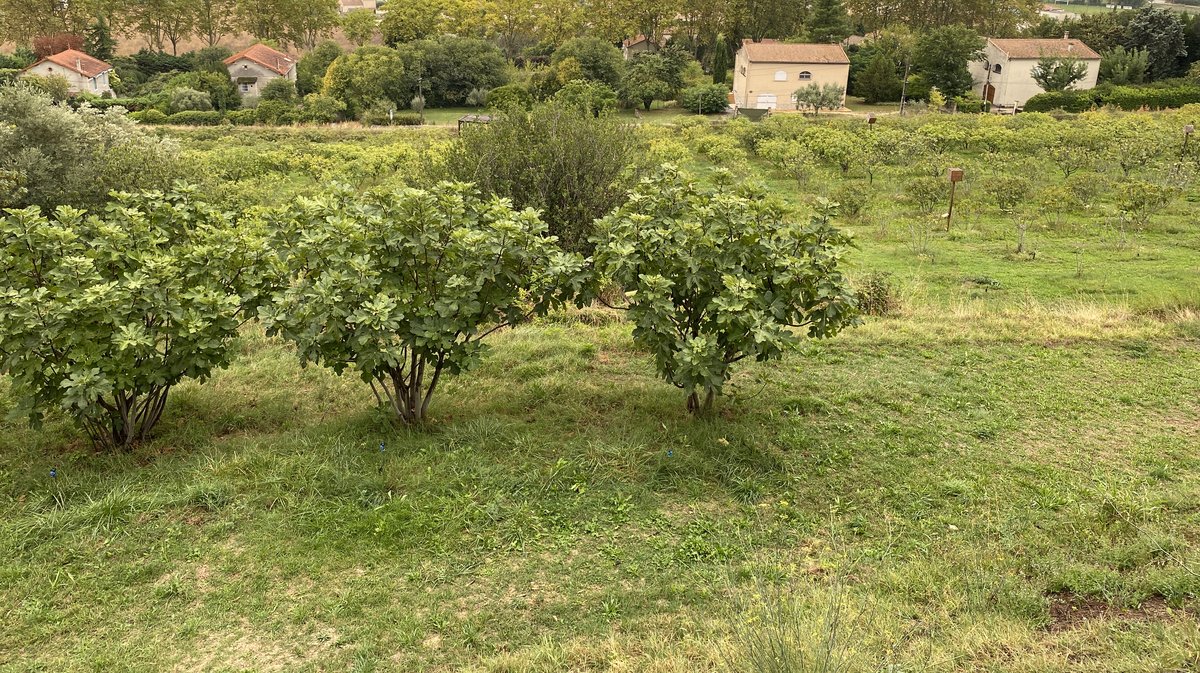 Jours de Figues 2024 Vézénobres