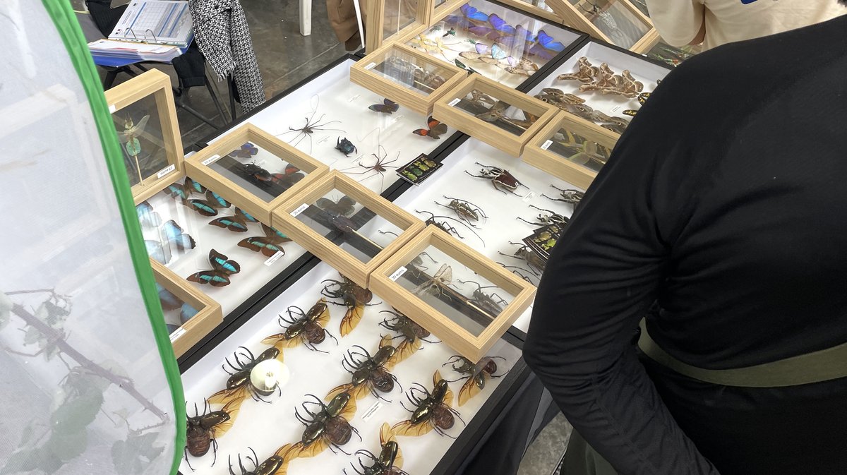 Salon Reptiliades 2024 au Parc des Expos de Nîmes (Photo Anthony Maurin)