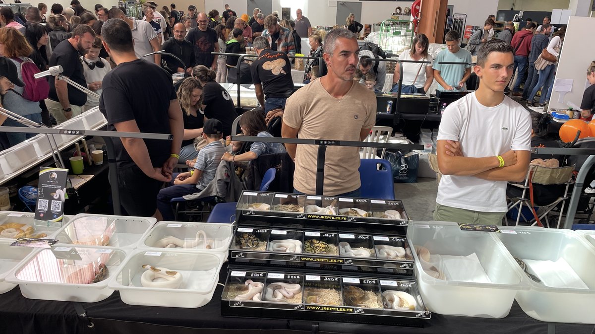 Salon Reptiliades 2024 au Parc des Expos de Nîmes (Photo Anthony Maurin)