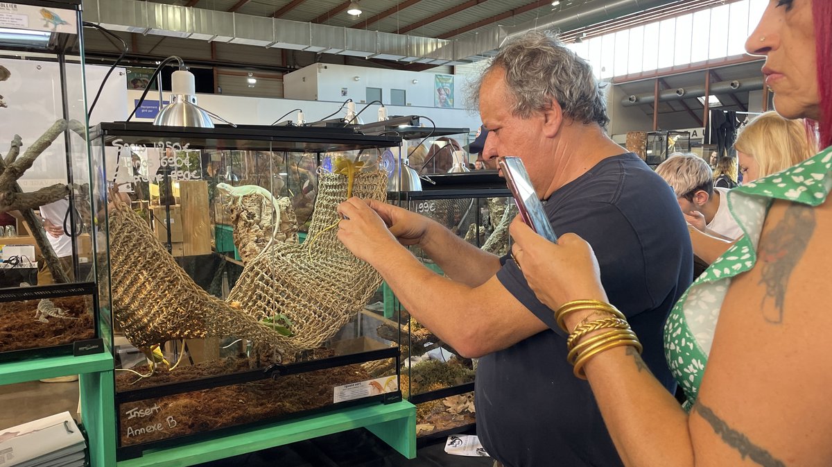 Salon Reptiliades 2024 au Parc des Expos de Nîmes (Photo Anthony Maurin)