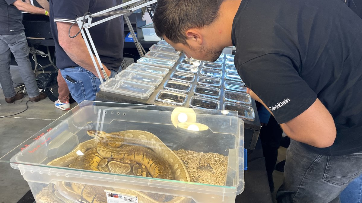 Salon Reptiliades 2024 au Parc des Expos de Nîmes (Photo Anthony Maurin)