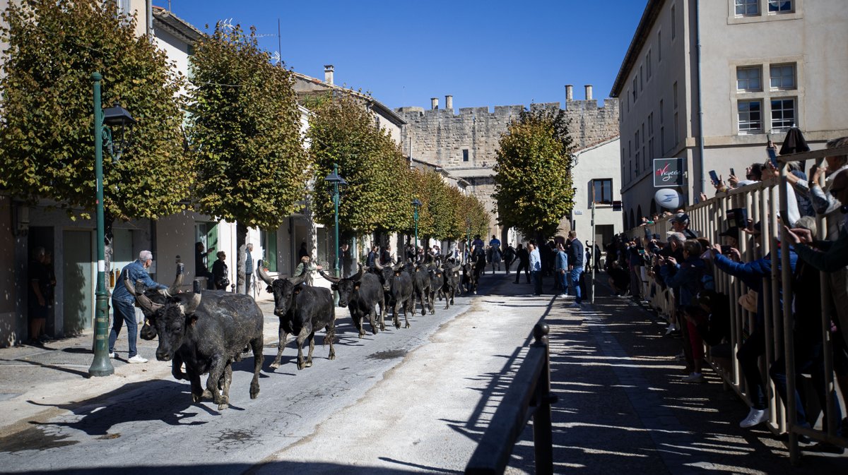 aigues mortes fete votive 2024 (yp)