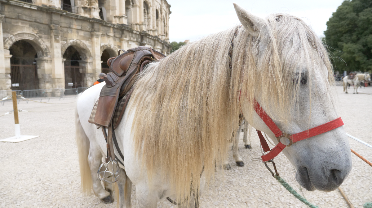 Finale concours d'abrivado Nîmes Métropole ville de Nîmes 2024