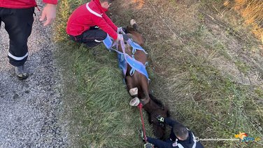 Un cheval sauvé, tombé dans un fossé