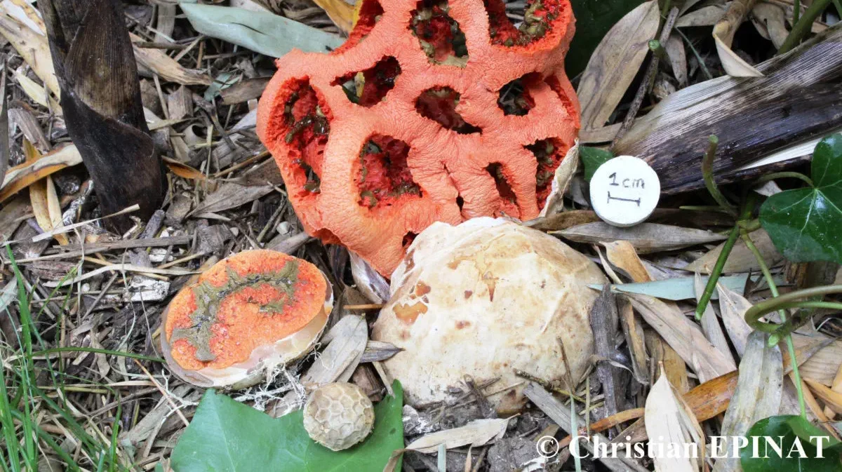 Salon du Champignon Société Mycologique d'Alès