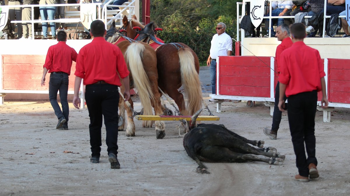 Fourques Novillada sans picadors de La Suerte, Gallon et Pagès-Mailhan pour Victor et Clovis (Photo Anthony Maurin)