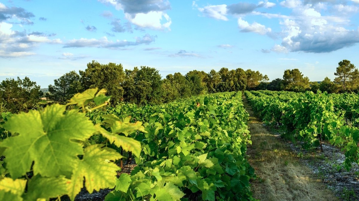 Vins les Capitelles Euzet vignerons (Photo Vignerons des Capitelles)