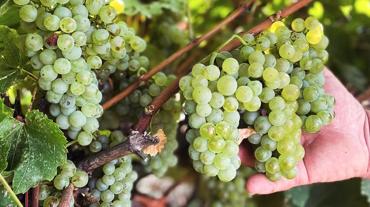 Vins les Capitelles Euzet vignerons (Photo Vignerons des Capitelles)