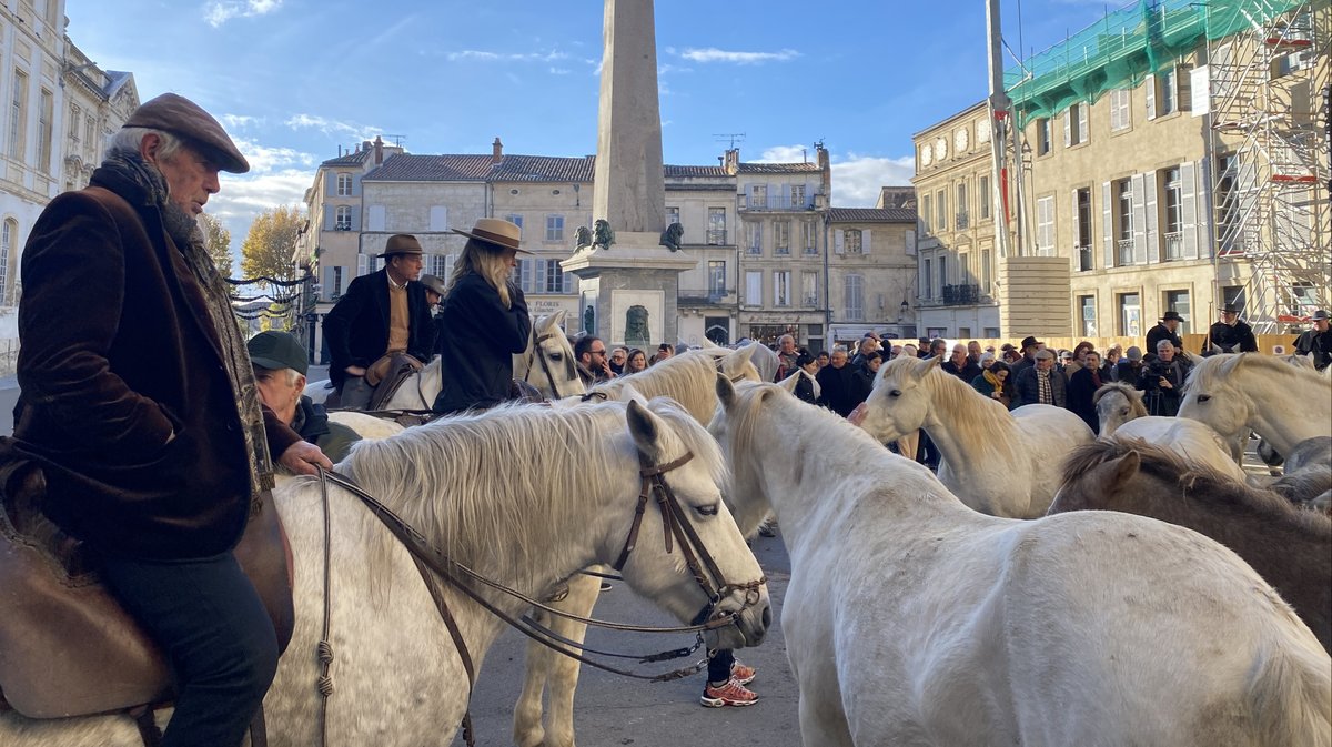 Des chevaux devant l'hôtel de ville, à l'occasion du rassemblement pour Patrick Laugier.