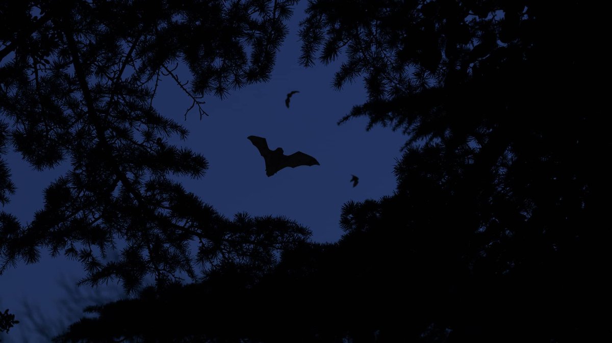 chauve-souris au roc de massereau (Photo Archives Roc de massereau)