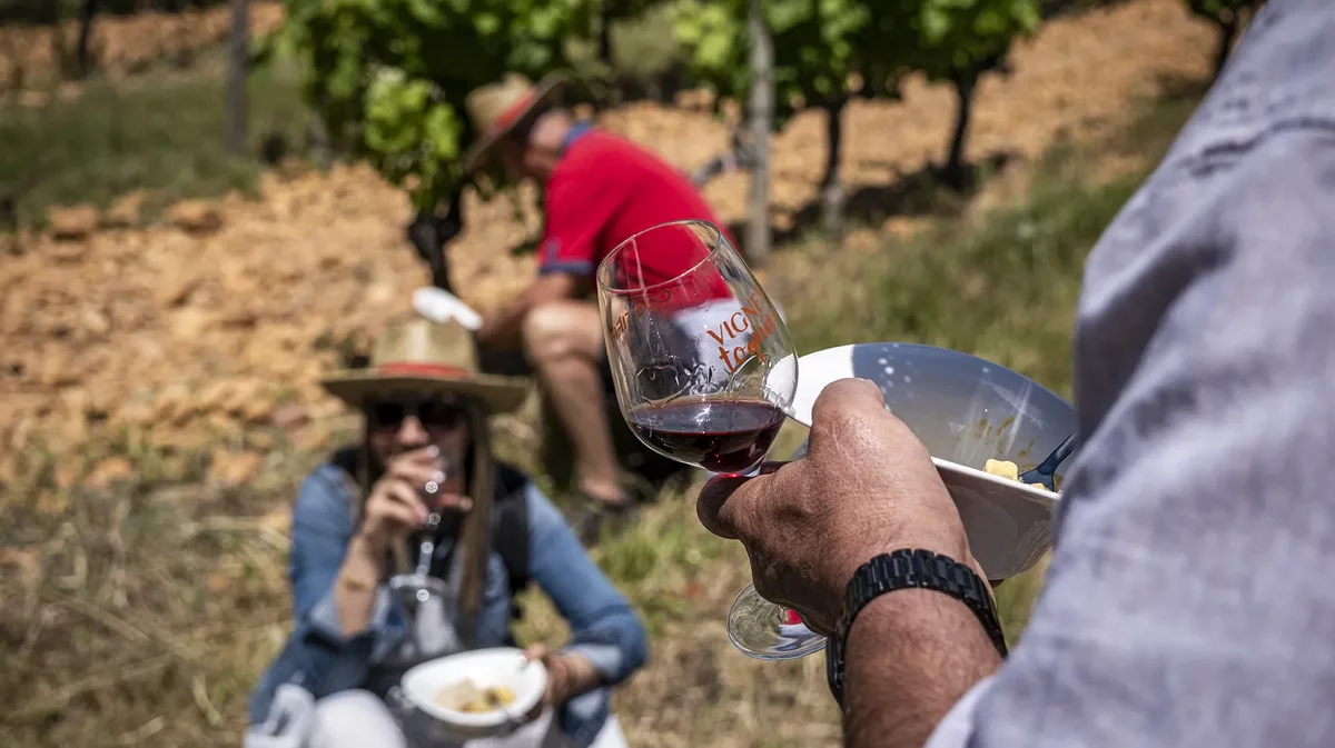 Vignes Toquées 2024 (Photo Archives AOC Costières de Nîmes)