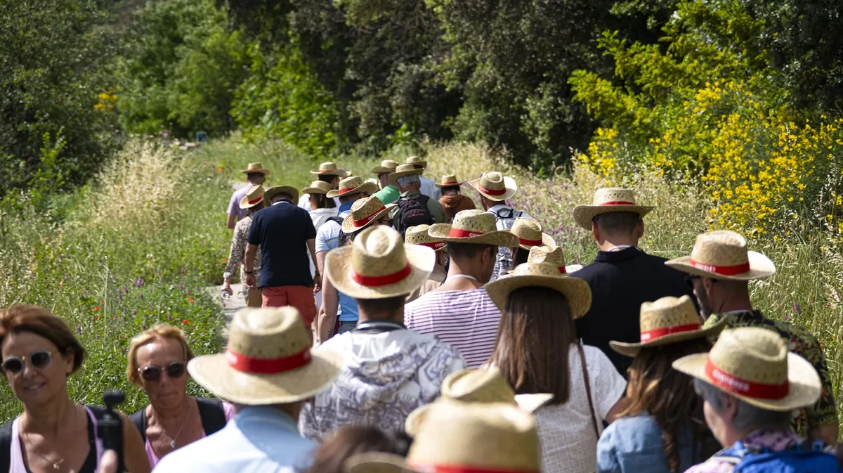 Vignes Toquées 2024 (Photo Archives AOC Costières de Nîmes)