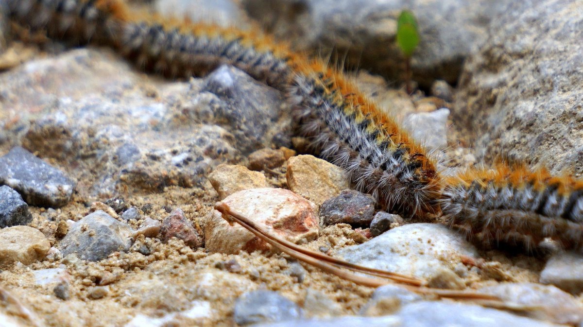 Chenilles processionnaires du pin (Photo Chenille-risque.info)