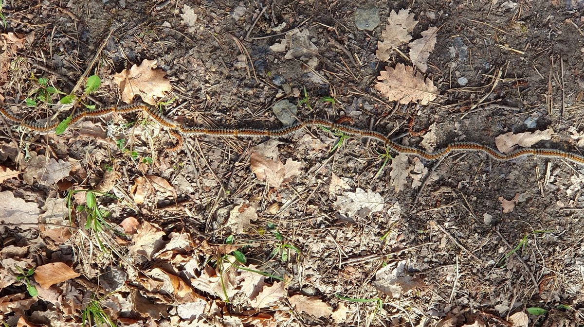 Chenilles processionnaires du pin (Photo Chenille-risque.info)