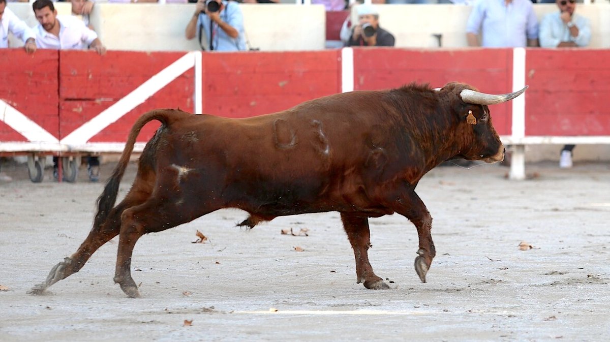 Judia de Pagès Mailhan à Fourques (Photo Archives Anthony Maurin)