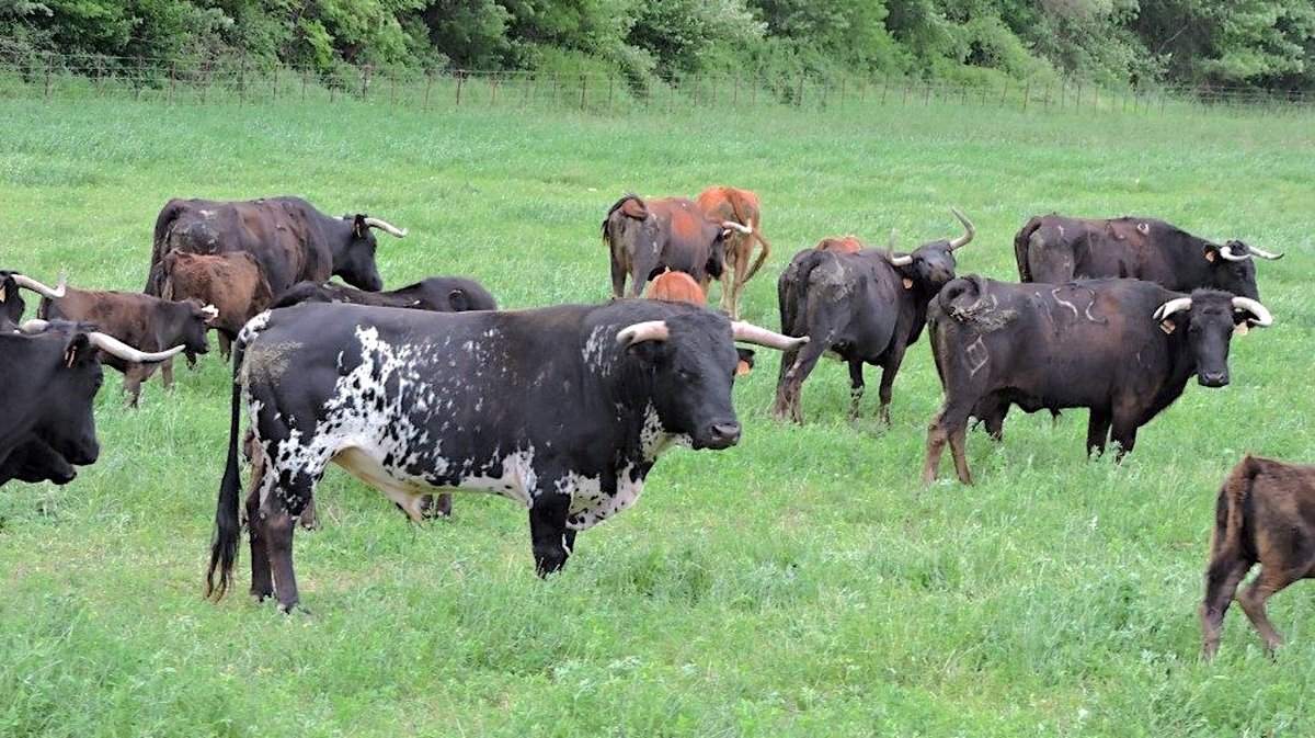 Le bétail du Mas du Sire Ganaderia Barcelo (Photo Ganaderia Barcelo)