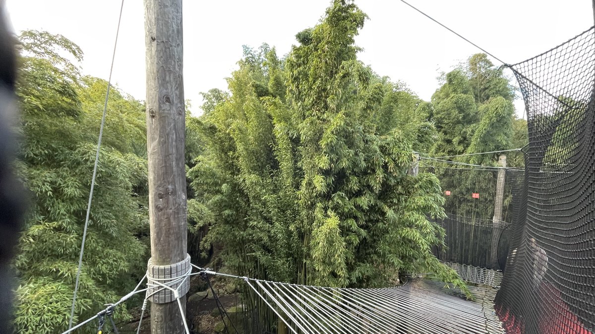 La balade aérienne de la Bambouseraie en Cévennes, jusqu'à huit mètres de hauteur