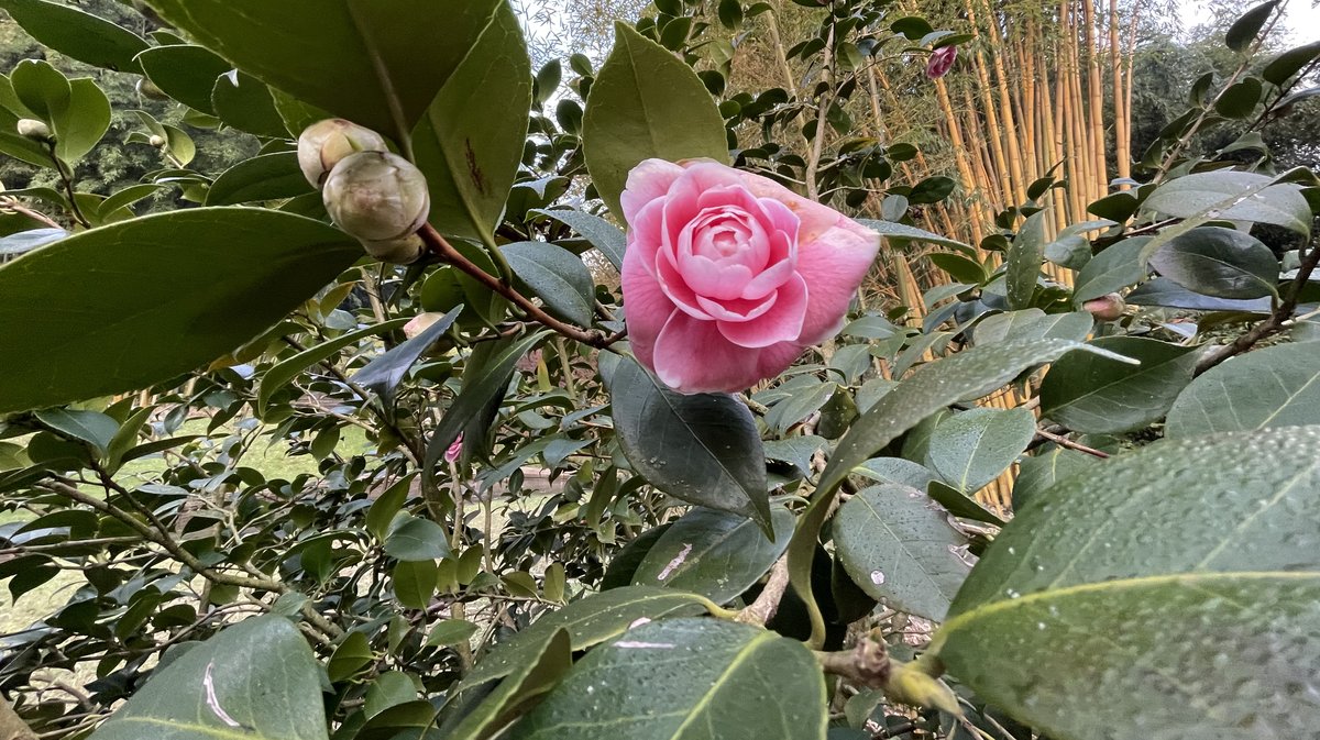 Le printemps arrive à la Bambouseraie en Cévennes