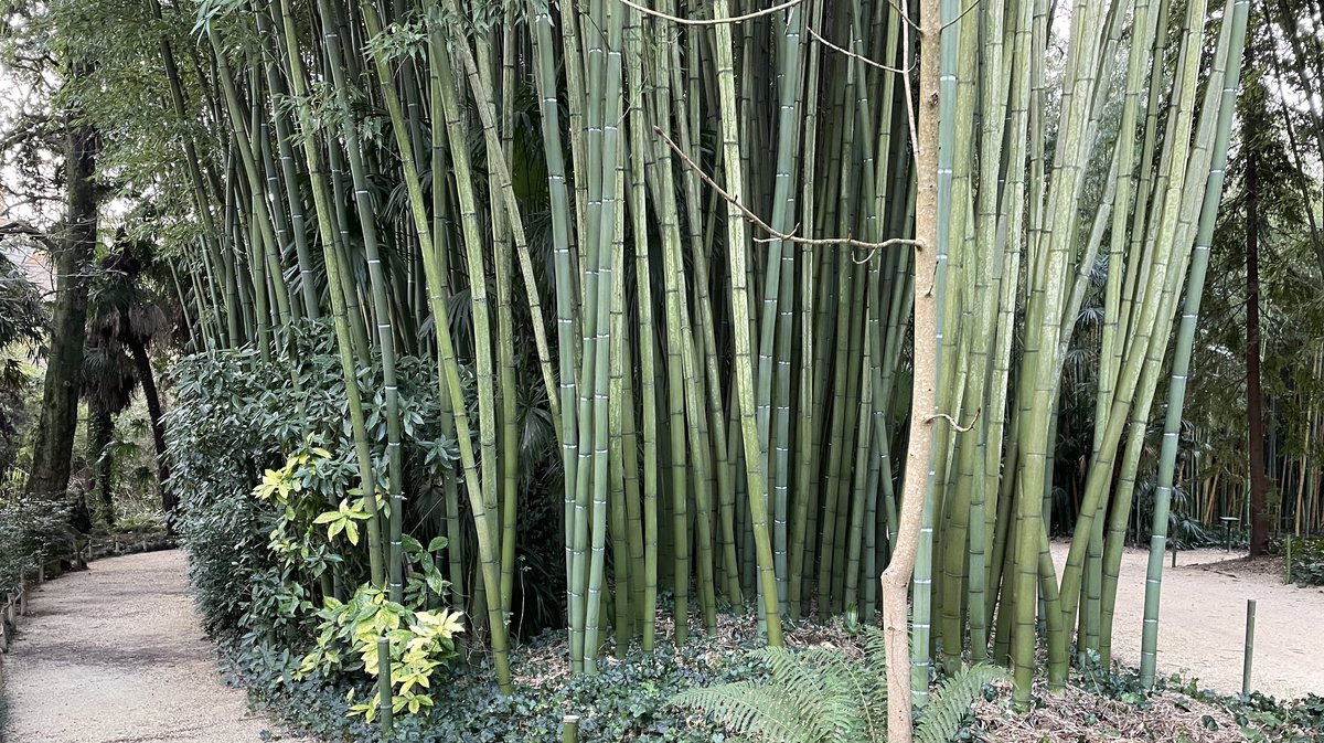 230 espèces de bambous sont présentes à la Bambouseraie en Cévennes