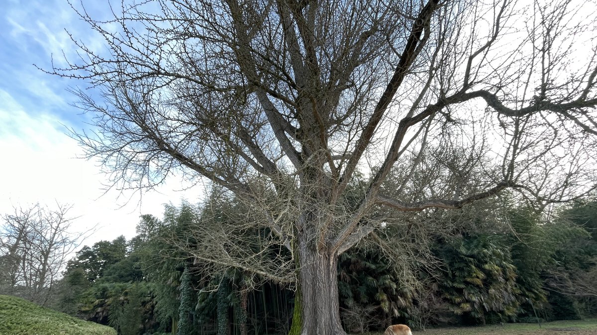 L'arbre aux 40 écus devient l'arbre 1000 écus lorsqu'il revêtit ses feuilles dorées