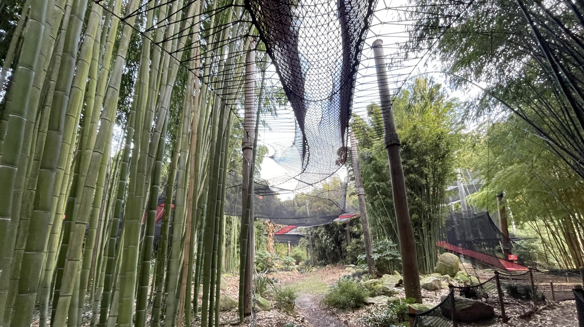 La balade aérienne de la Bambouseraie en Cévennes, jusqu'à huit mètres de hauteur