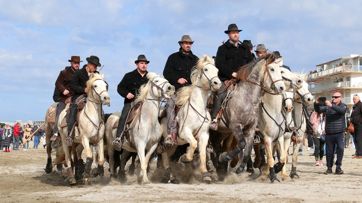 Abrivado des plages saison taurine 2025 Grau-du Roi (Photo Anthony Maurin)