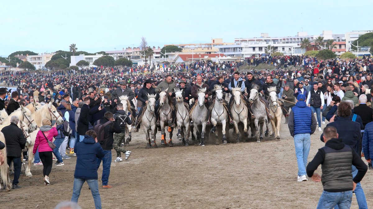 Abrivado des plages saison taurine 2025 Grau-du Roi (Photo Anthony Maurin)