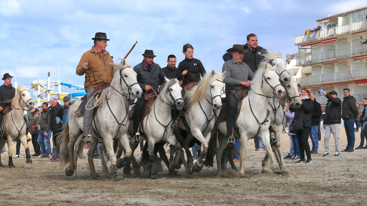 Abrivado des plages saison taurine 2025 Grau-du Roi (Photo Anthony Maurin)