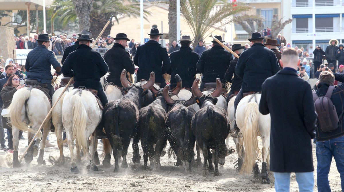 Abrivado des plages saison taurine 2025 Grau-du Roi (Photo Anthony Maurin)