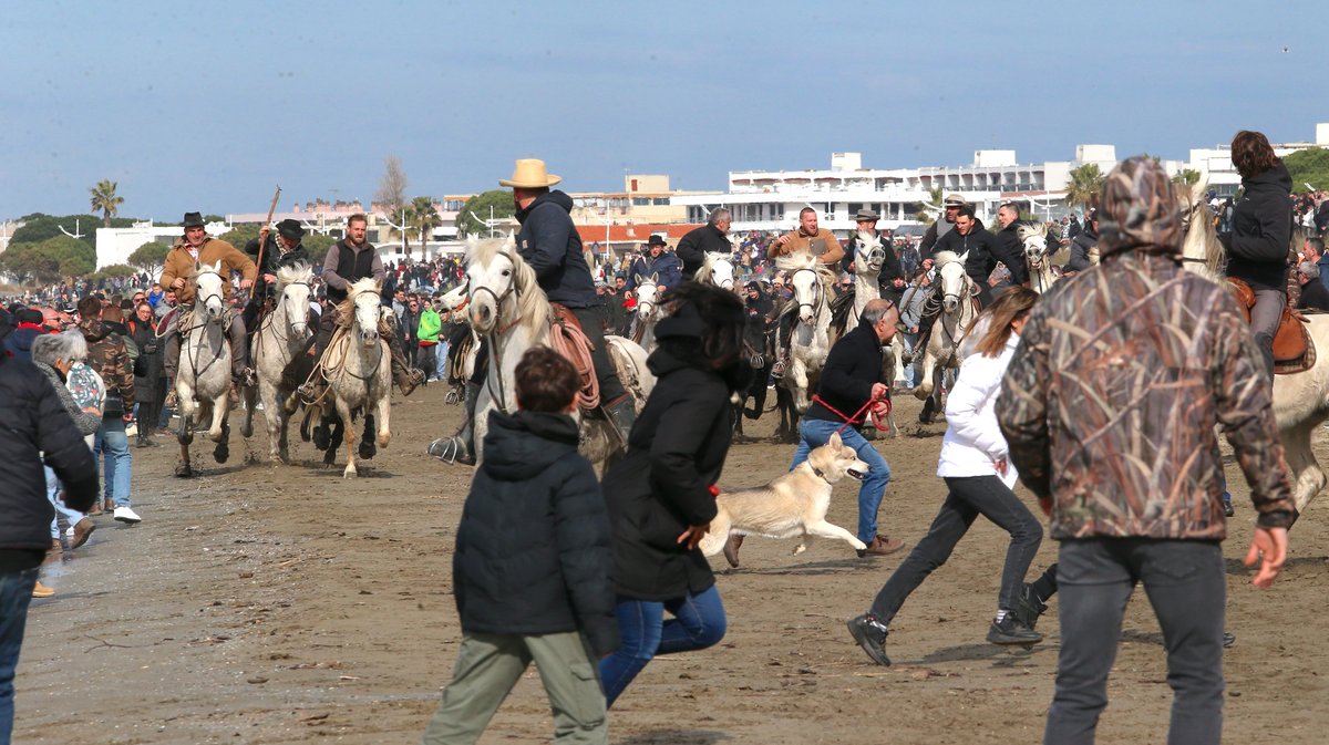 Abrivado des plages saison taurine 2025 Grau-du Roi (Photo Anthony Maurin)