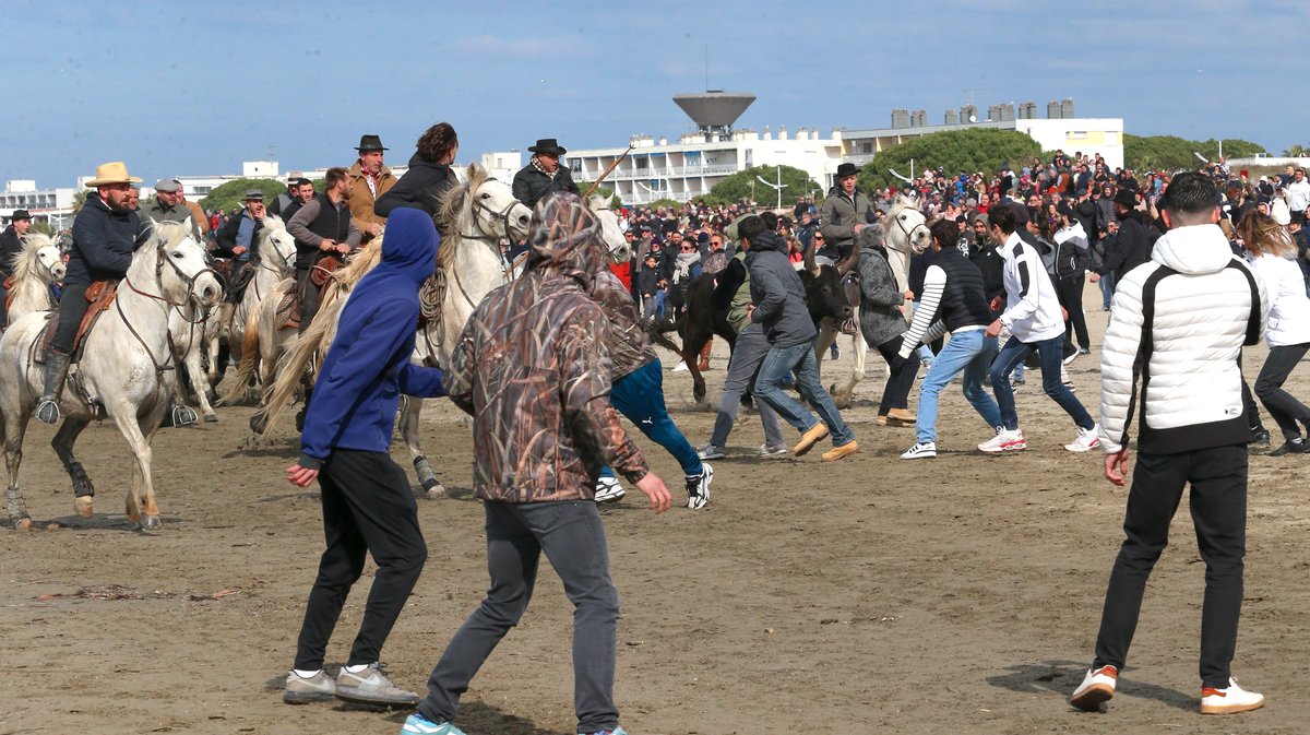 Abrivado des plages saison taurine 2025 Grau-du Roi (Photo Anthony Maurin)