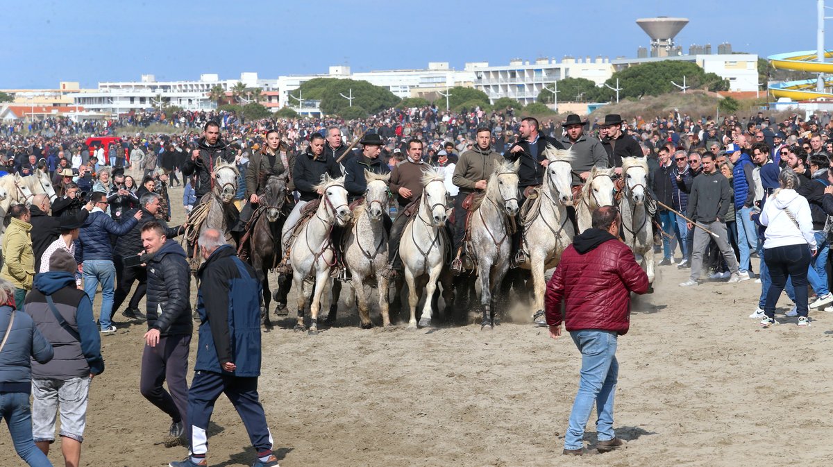 Abrivado des plages saison taurine 2025 Grau-du Roi (Photo Anthony Maurin)