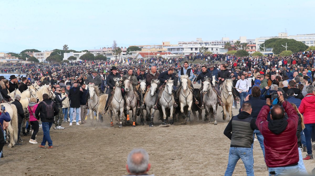 Abrivado des plages saison taurine 2025 Grau-du Roi (Photo Anthony Maurin)