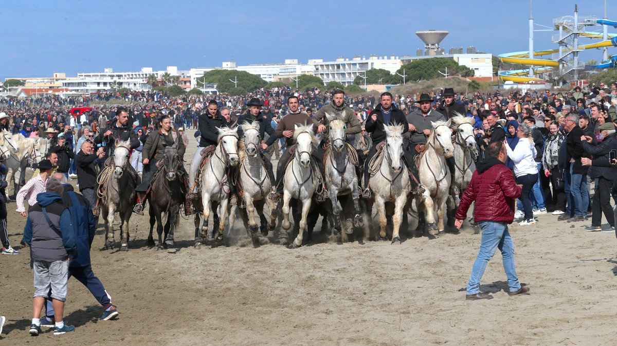 Abrivado des plages saison taurine 2025 Grau-du Roi (Photo Anthony Maurin)