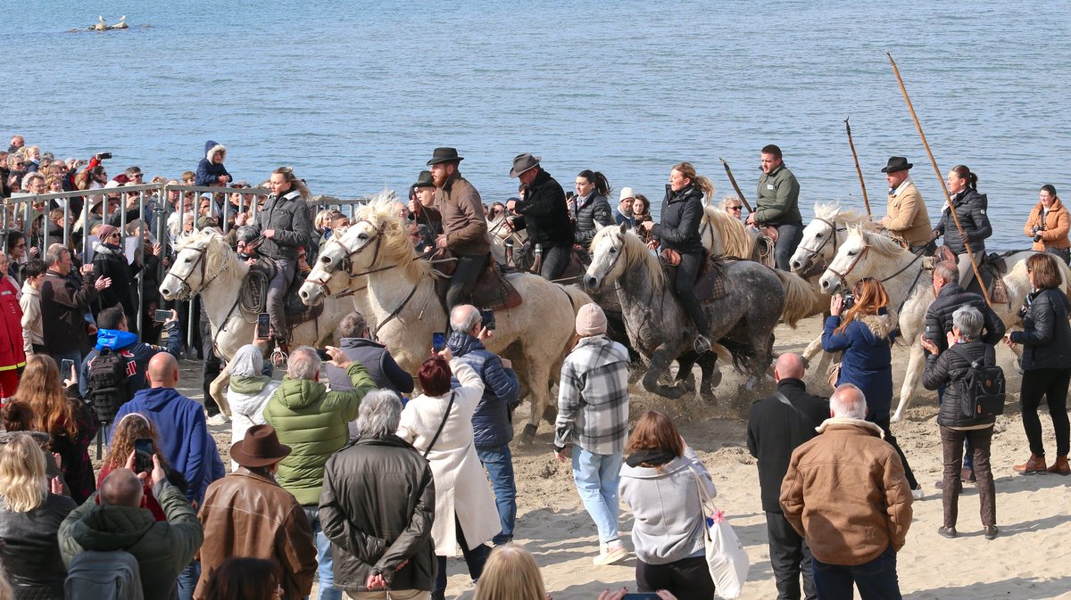 Abrivado des plages saison taurine 2025 Grau-du Roi (Photo Anthony Maurin)