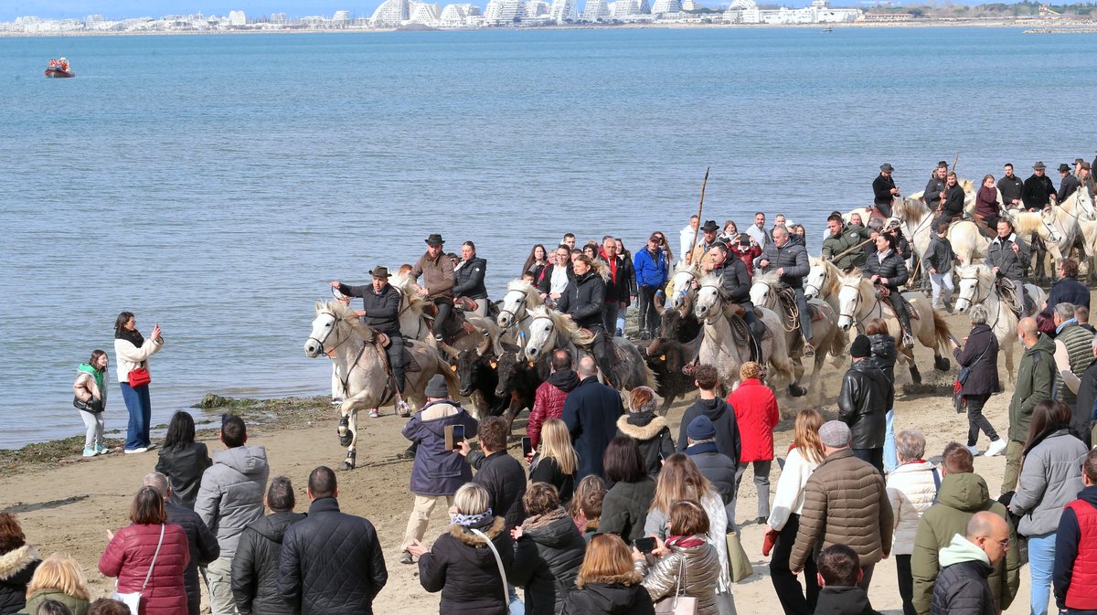 Abrivado des plages saison taurine 2025 Grau-du Roi (Photo Anthony Maurin)