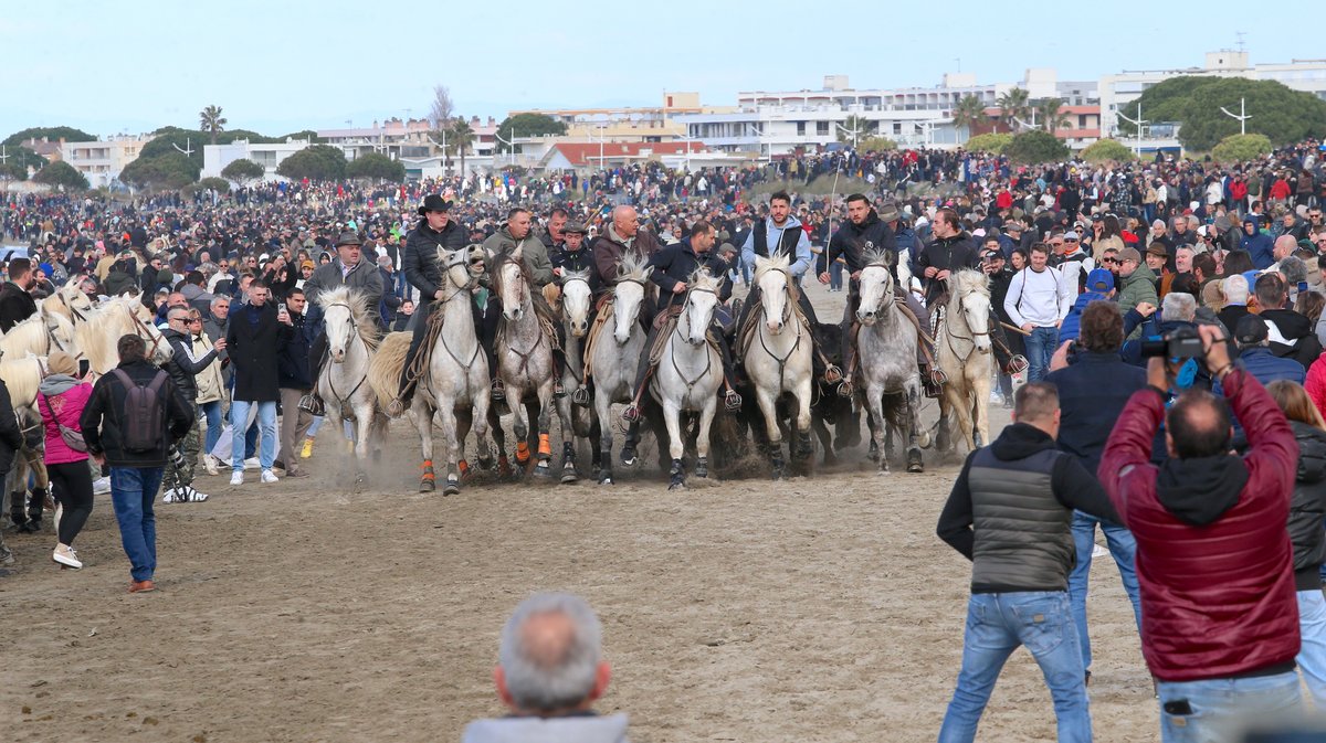 Abrivado des plages saison taurine 2025 Grau-du Roi (Photo Anthony Maurin)